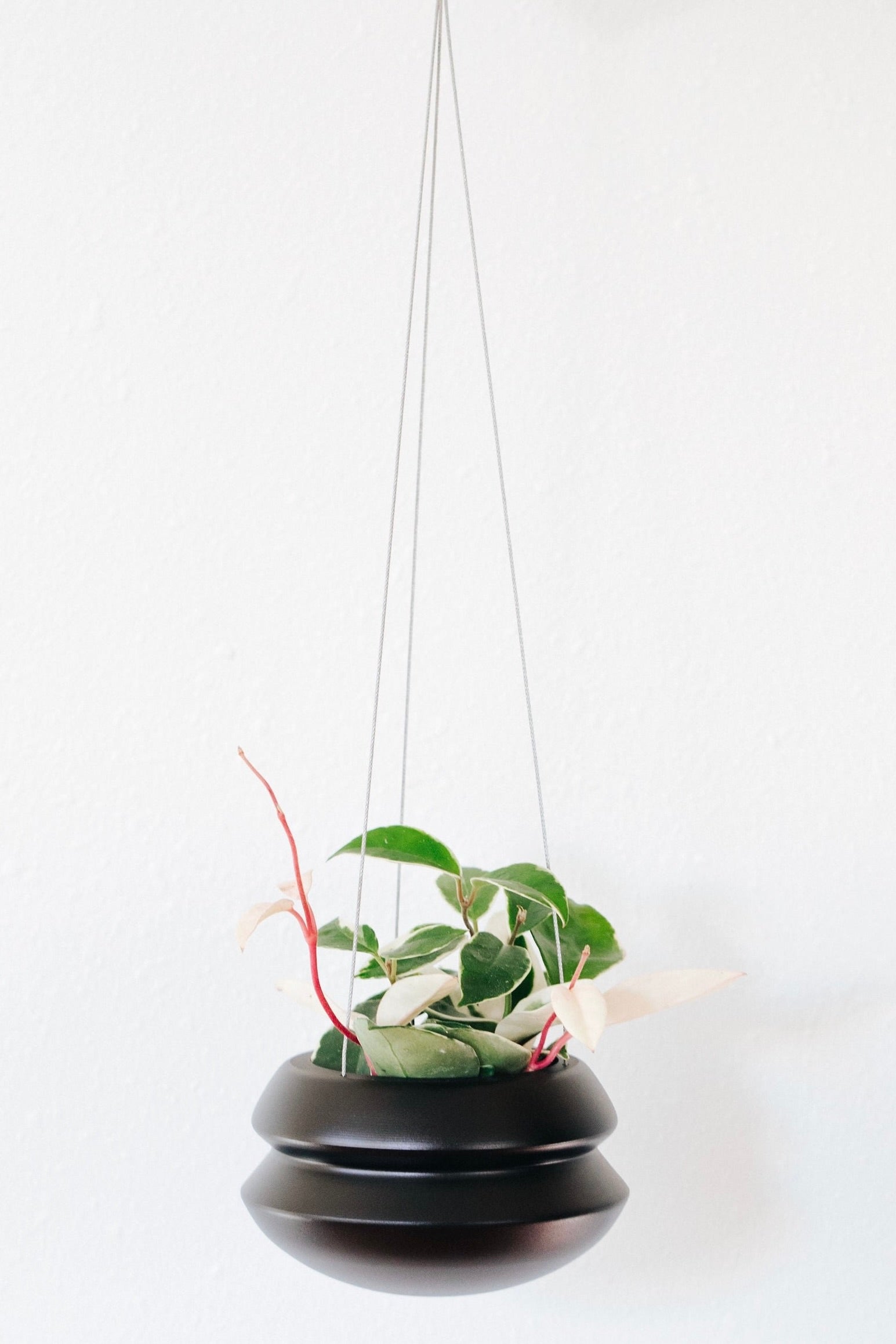 Halo Hanging Planter - Carter + Rose