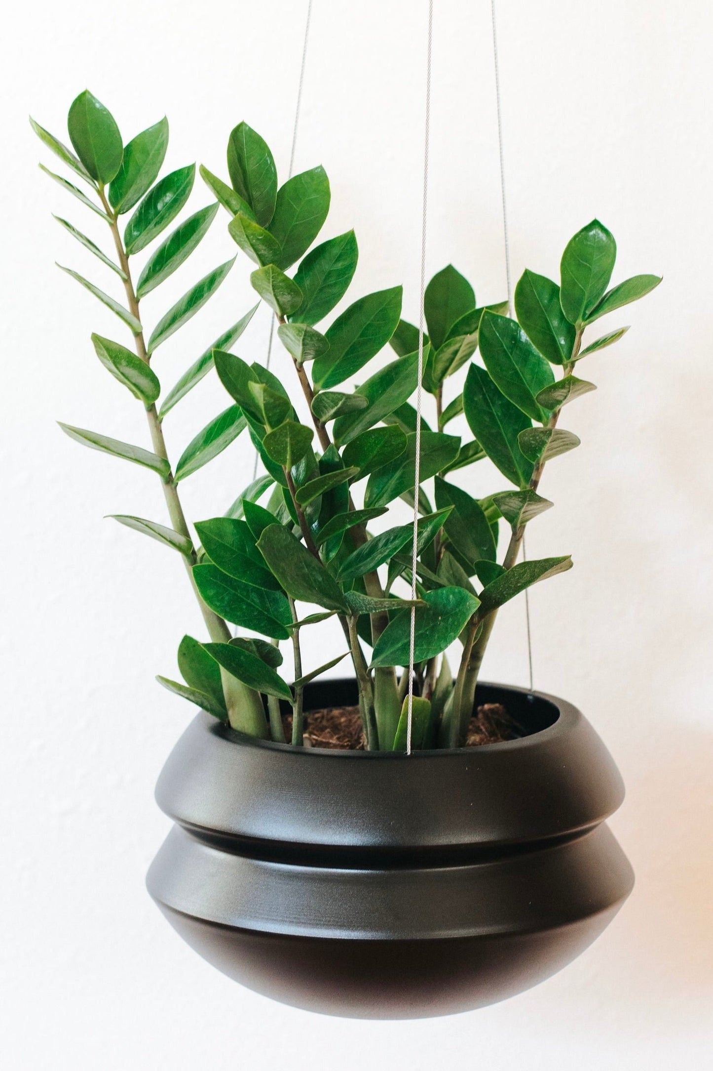 Halo Hanging Planter - Carter + Rose