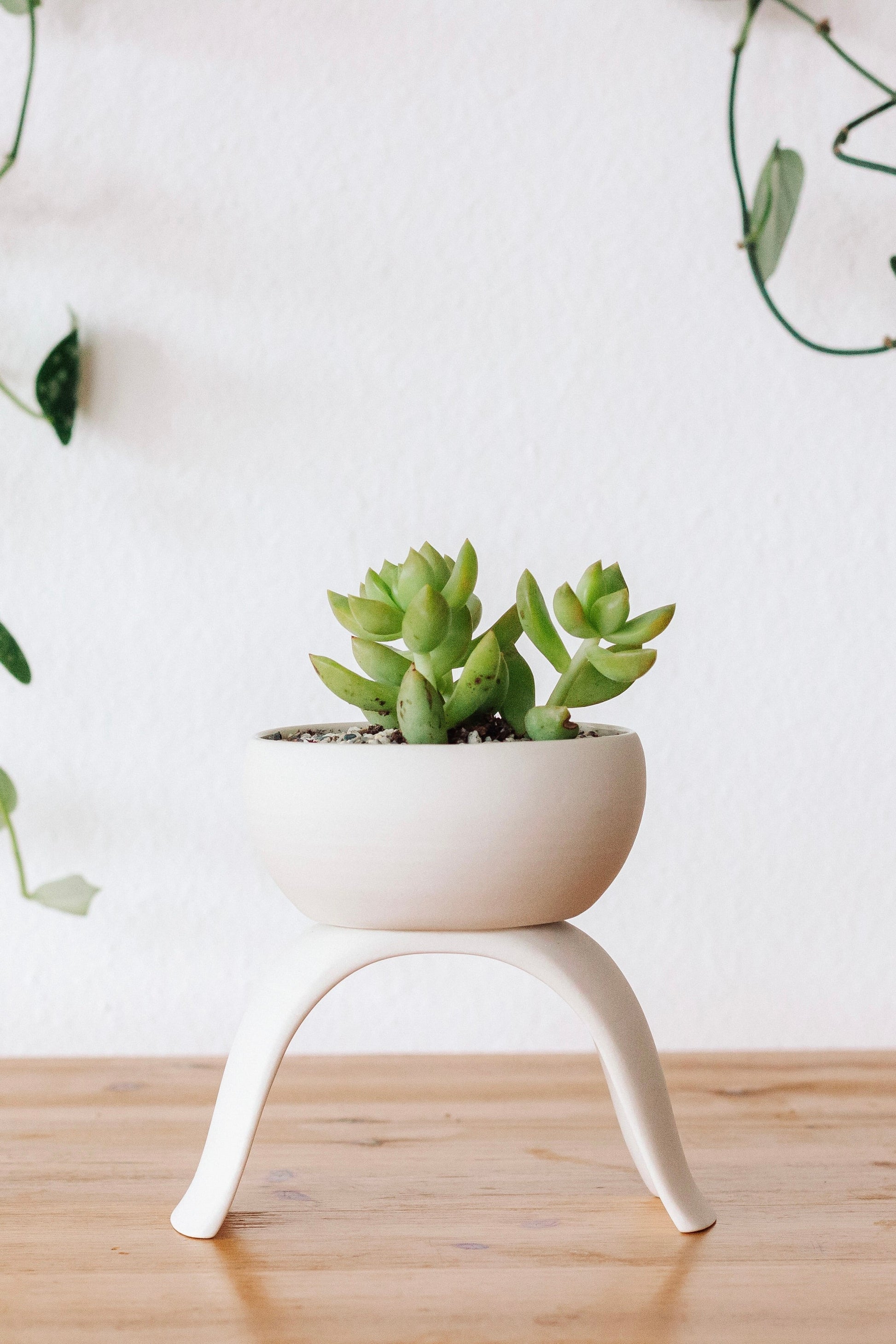 C+R High Rise Planter, Shallow - Carter + Rose